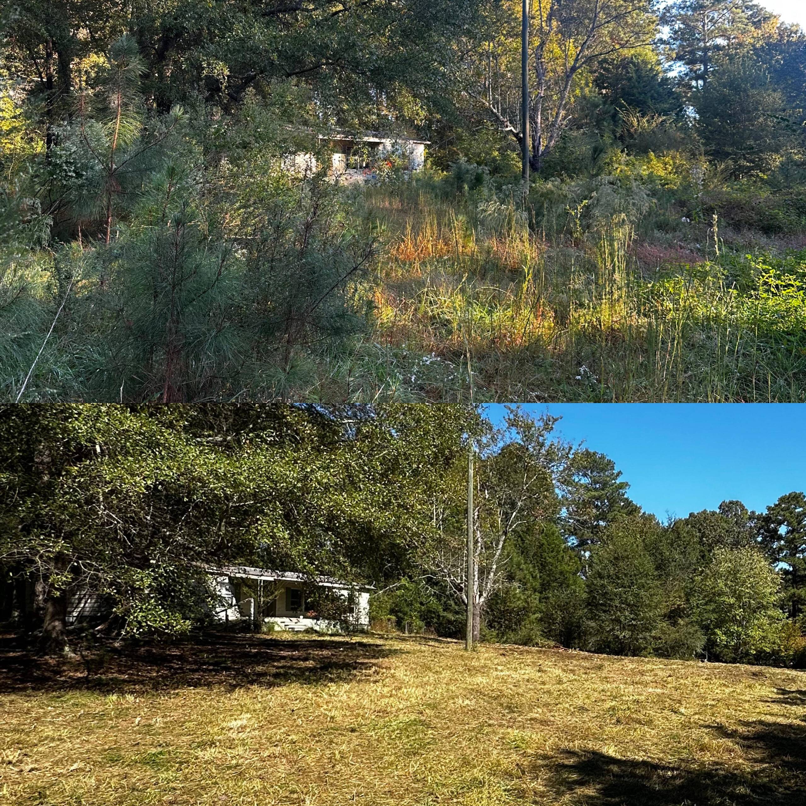 Tines And Timber (1)